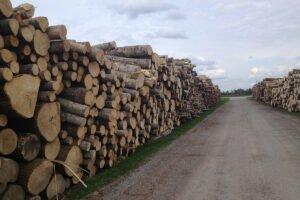 В Украине создан арбитражный совет по запрету экспорта древесины