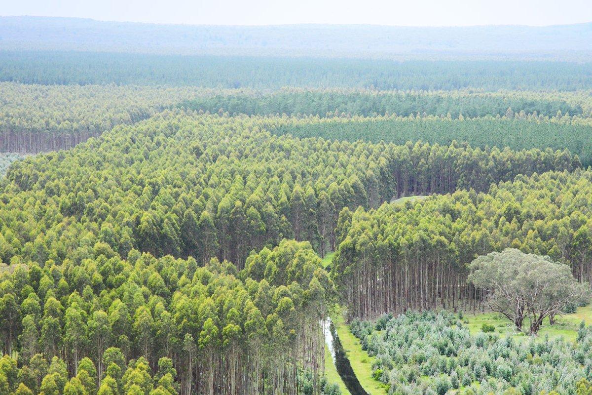 Norske Skog продаст 18 тыс. га леса в Австралии