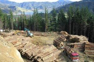 Задержка перевалки круглого леса в китайских портах ставит под угрозу экспорт бревен Новой Зеландии
