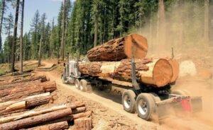 Правительство Литвы одобрило новый порядок продажи древесины