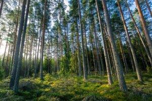 «Зеленый курс» ЕС создает новые возможности для древесины