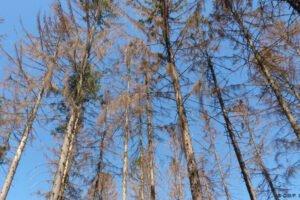 В Чехии ожидает до 60 млн. м³ поврежденной древесины