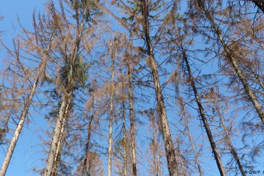 В Чехии ожидает до 60 млн. м³ поврежденной древесины