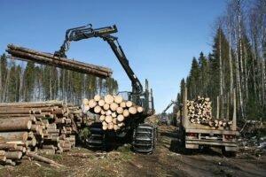 Лесозаготовительные компании испытывают трудности в России из-за теплой зимы; ожидается рост цен на древесину на 20%