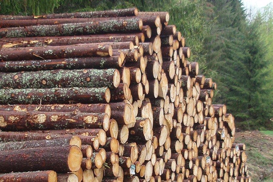 Резкое снижение цен на круглый лес в Норвегии в январе