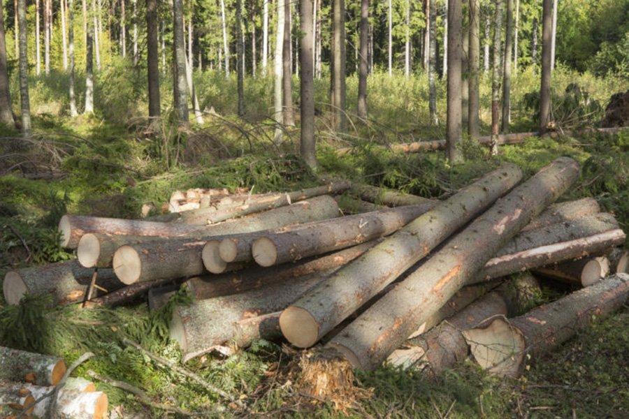 Торговцы леса с марта приостановили экспорт ели