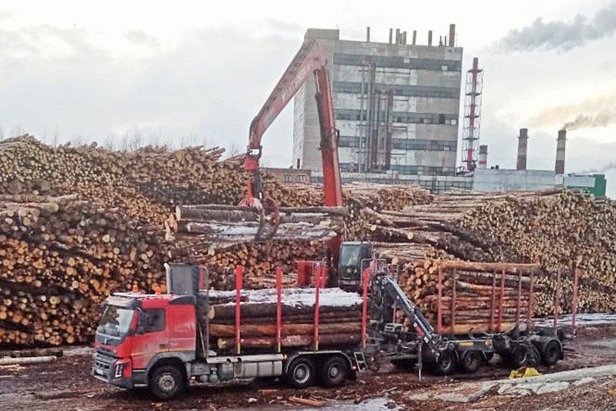 Цены на круглый лес в России резко упали в феврале 2020 года