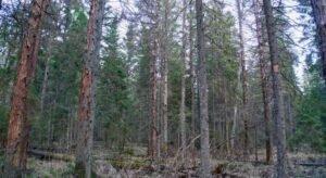 Короед не пройдет: как спасти леса Эстонии?