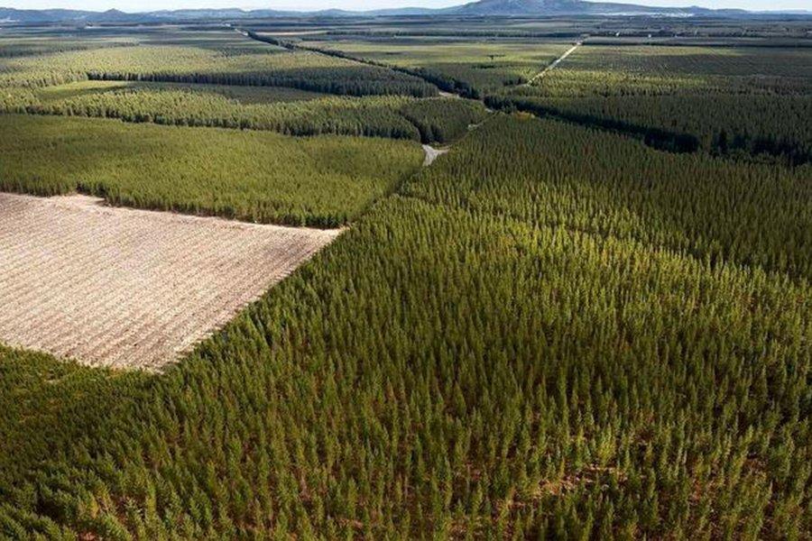 Китайские компании делают более агрессивные закупки древесины за рубежом для обеспечения внутренних поставок