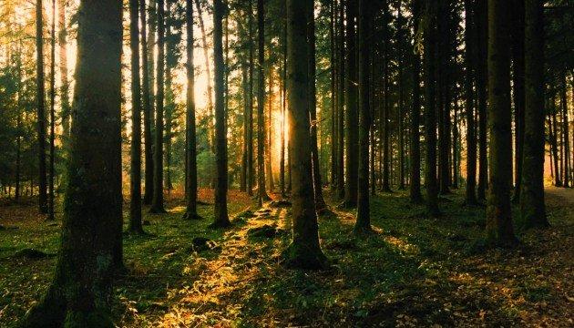 Деревообрабатывающая индустрия в условиях кризиса