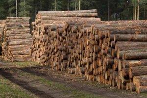 Цены на круглый лес в Литве резко упали в марте 2020 года
