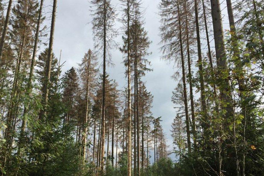 Заражение лесов короедами начинает распространяться в странах Центральной Европы