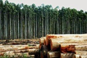 Аргентина: худшее время в лесной промышленности за последние 50 лет