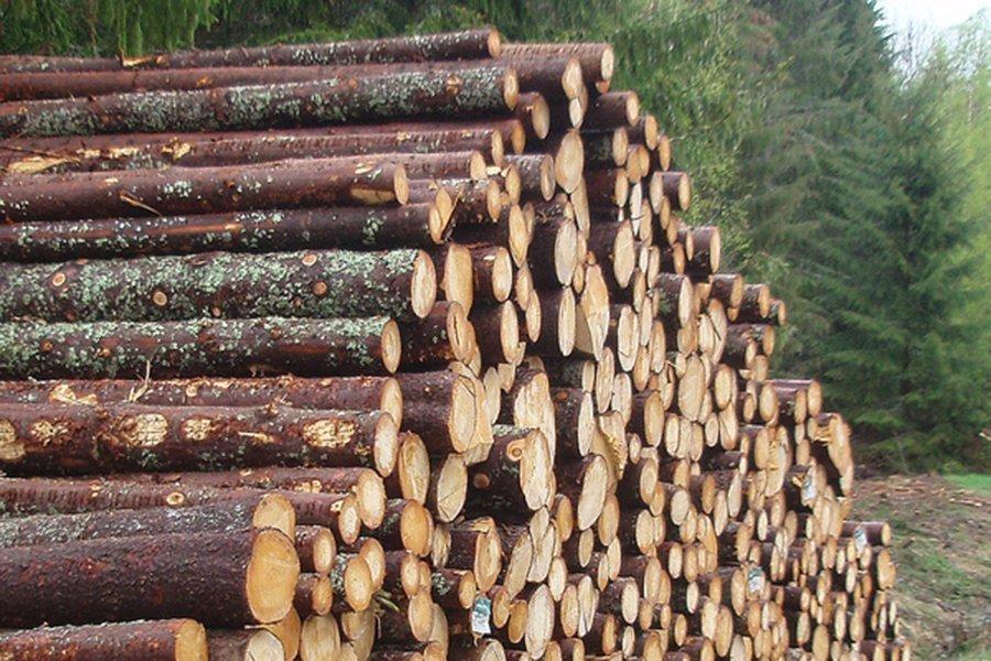 Запасы промышленной древесины в Швеции остаются очень высокими