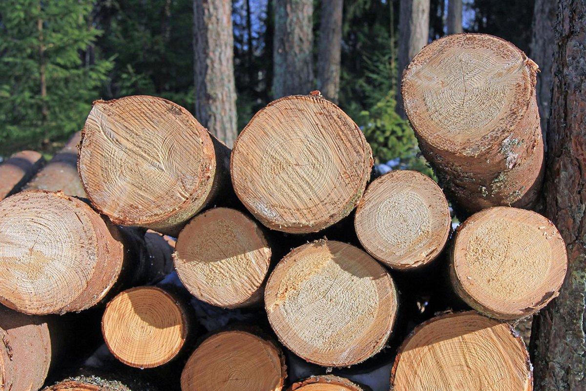 Могут ли деревянные здания быть решением проблемы изменения климата?
