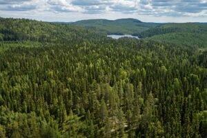 Швеция: Sveaskog инвестирует 100 млн шведских крон в производство лесных растений