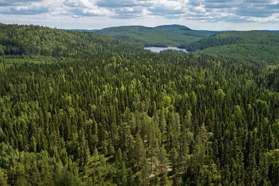 Швеция: Sveaskog инвестирует 100 млн шведских крон в производство лесных растений