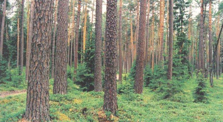 Государственный лес – актив, обеспечивавший эстонскую крону?