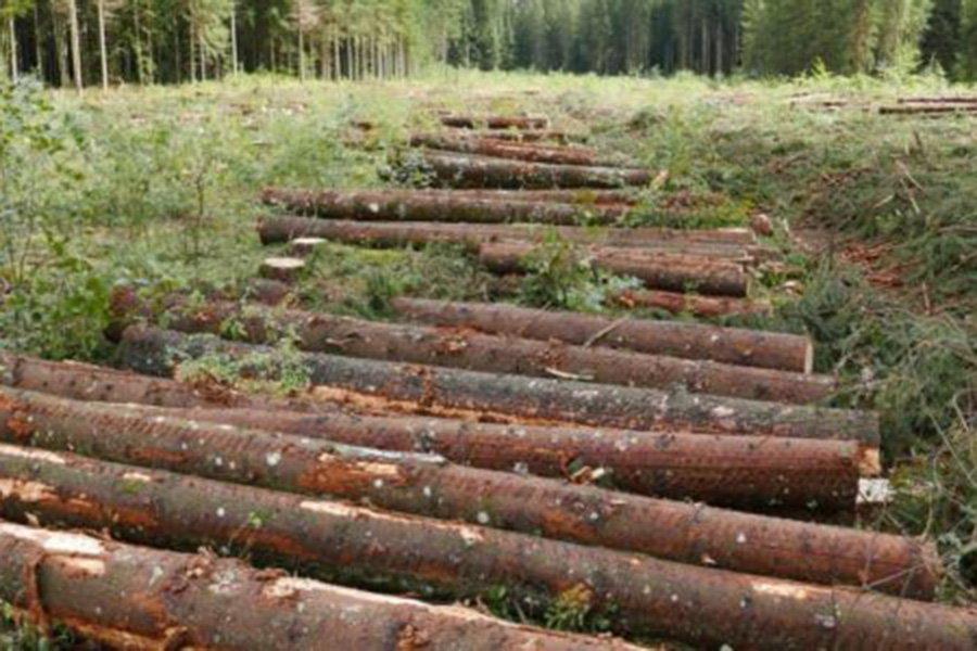 Временное обязательство австрийской лесопильной промышленности покупать поврежденную древесину