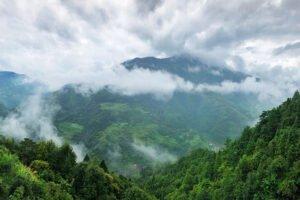 Пересмотренный закон Китая о лесах вступит в силу в июле
