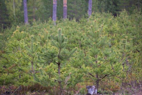 АО «LATVIJAS VALSTS MEŽI» В 2019 ГОДУ ДОБИВАЕТСЯ САМОЙ БОЛЬШОЙ ВЫРУЧКИ В ИСТОРИИ КОМПАНИИ