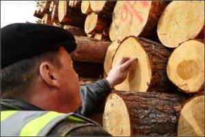 Segezha Group завершила тестирование мобильного приложения Smart Timber по измерению плотного объема круглого леса