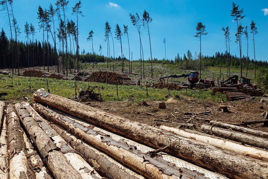 Поврежденная европейская древесина вторгается на китайский рынок древесины