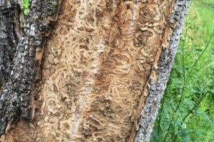 Можно ли повторно использовать древесину, зараженную изумрудным золотоотвалом?