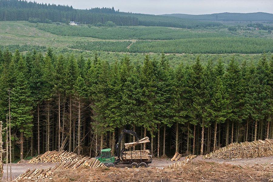 Импорт эвкалиптового круглого леса продолжает расти