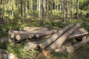 Финляндия: объемы заготовки и цены на круглый лес в июне 2020