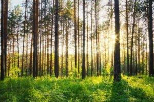 Vodafone, Defra and Forest Research — пробное техническое решение для защиты лесов Великобритании и борьбы с изменением климата