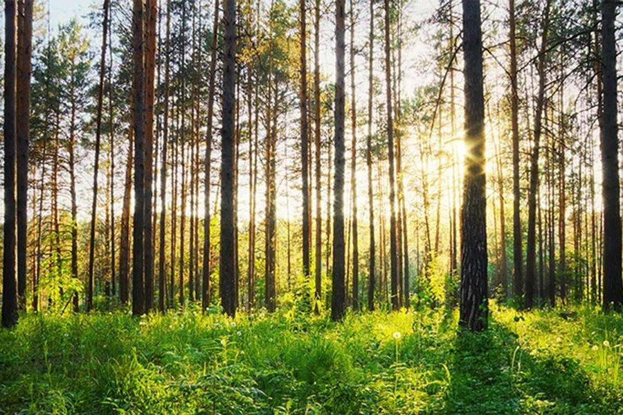 Vodafone, Defra and Forest Research — пробное техническое решение для защиты лесов Великобритании и борьбы с изменением климата