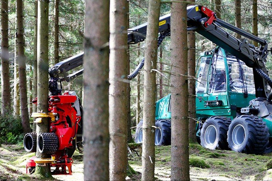 Утвержден новый план заготовки леса, повышающий объем заготовки и увеличение денежного дохода