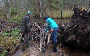 Управление водными ресурсами в лесах стран Балтийского региона