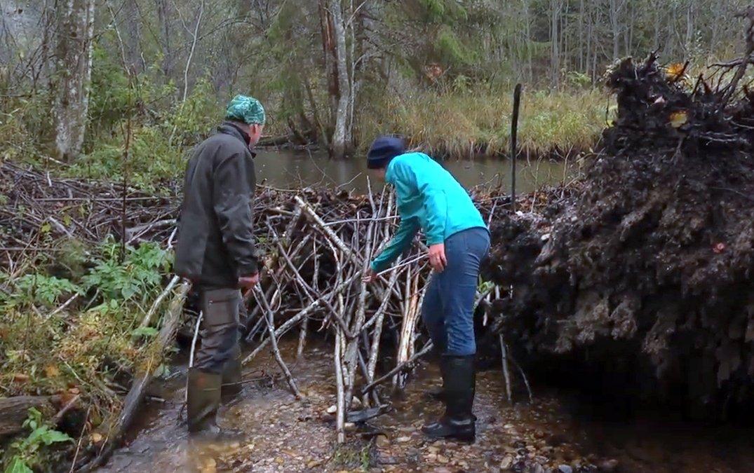 Управление водными ресурсами в лесах стран Балтийского региона