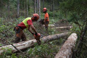 Ассоциация лесовладельцев Швейцарии: Лесу нужны перспективы
