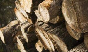 Город в Чехии снижает цены на дрова, заготовленные в его лесах