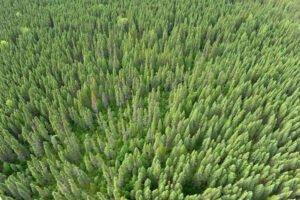 США взорвали решение ВТО в многолетнем споре о лесоматериалах в Канаде