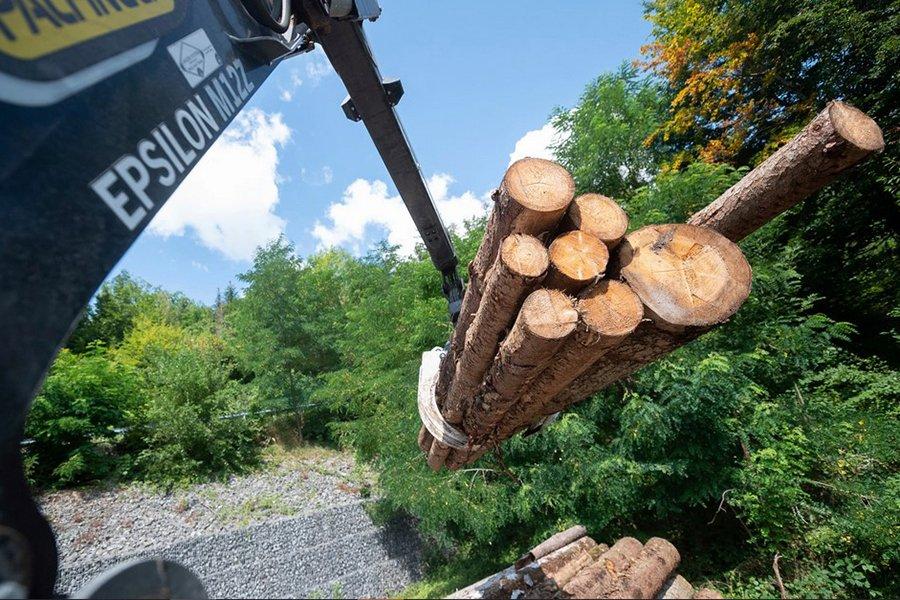 Китай покупает зараженную жуками ель из Германии, пренебрегая Канадой