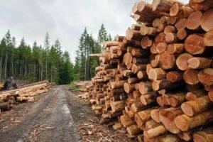 Минлесхоз подготовил проект госпрограммы «Белорусский лес» на 2021-2025 гг