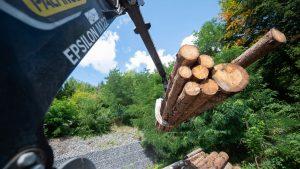 Китай принимает древесину поврежденную короедом  из Германии, но не принимает из Канады