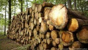 Що за п’ять років дав Україні мораторій на експорт лісу-кругляку