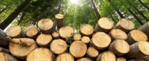 Розробка механізму продажу деревини відбувається без залучення бізнесу – ЄБА