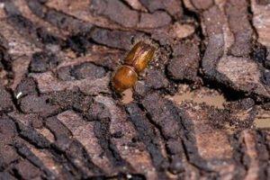 Швеция ожидает 7 млн кубометров поврежденной жуками древесины в 2020 году
