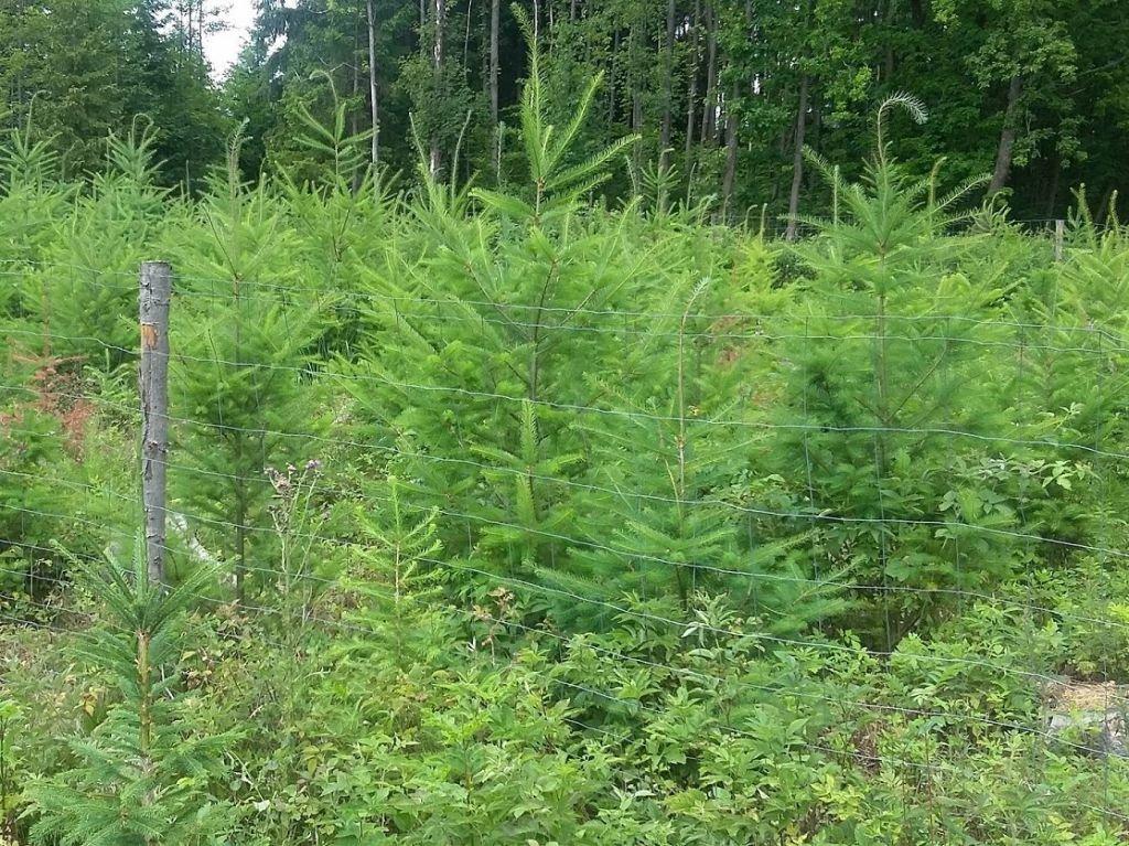 По данным VÚLHM, чувствительность пихты Дугласа к засухе увеличивается.