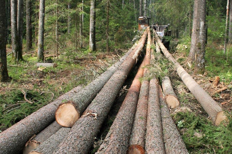 Россия заняла второе место в мире по объемам лесозаготовки