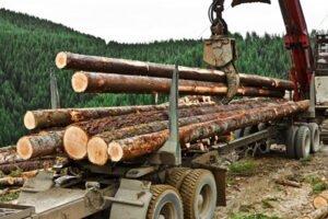 Лесная промышленность закупает круглый лес у России из-за блокировки заготовки собственного