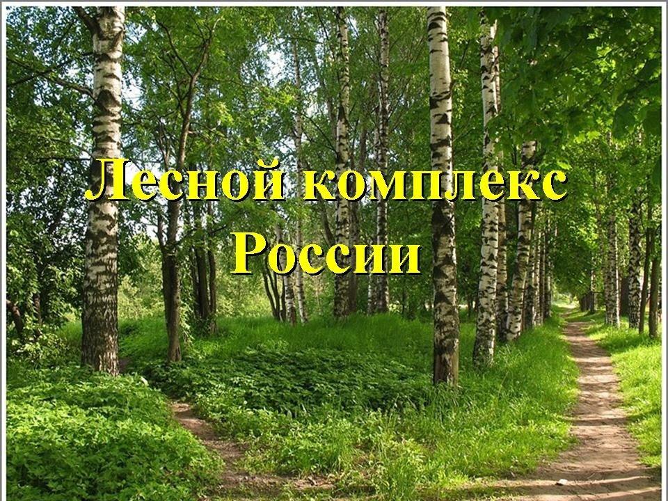 Динамику развития лесного комплекса представили в Совете Федерации