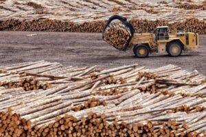 На лесопильных заводах Ирландии закончилась древесина