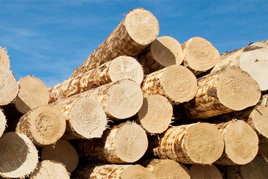 Предложение сосны остается ниже среднего